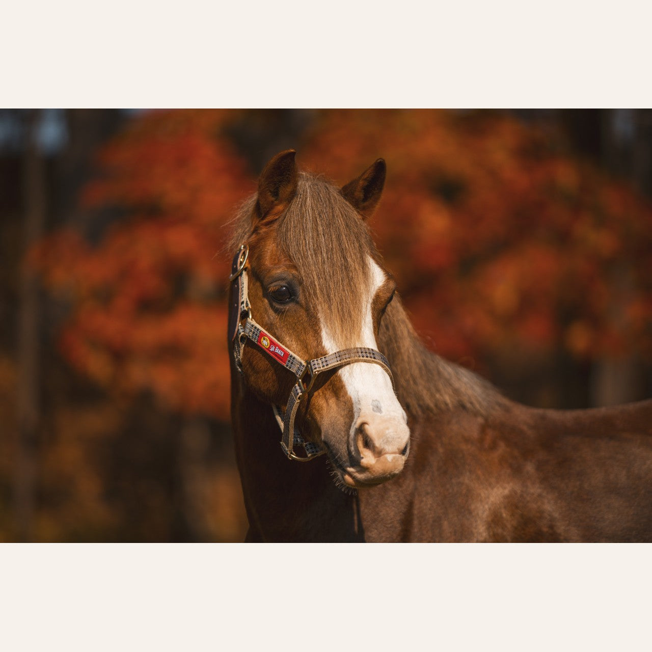 5/A Baker Breakaway Nylon Halter with Full Leather Crown
