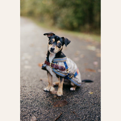5/A Baker Classic Dog Blanket in Baker plaid
