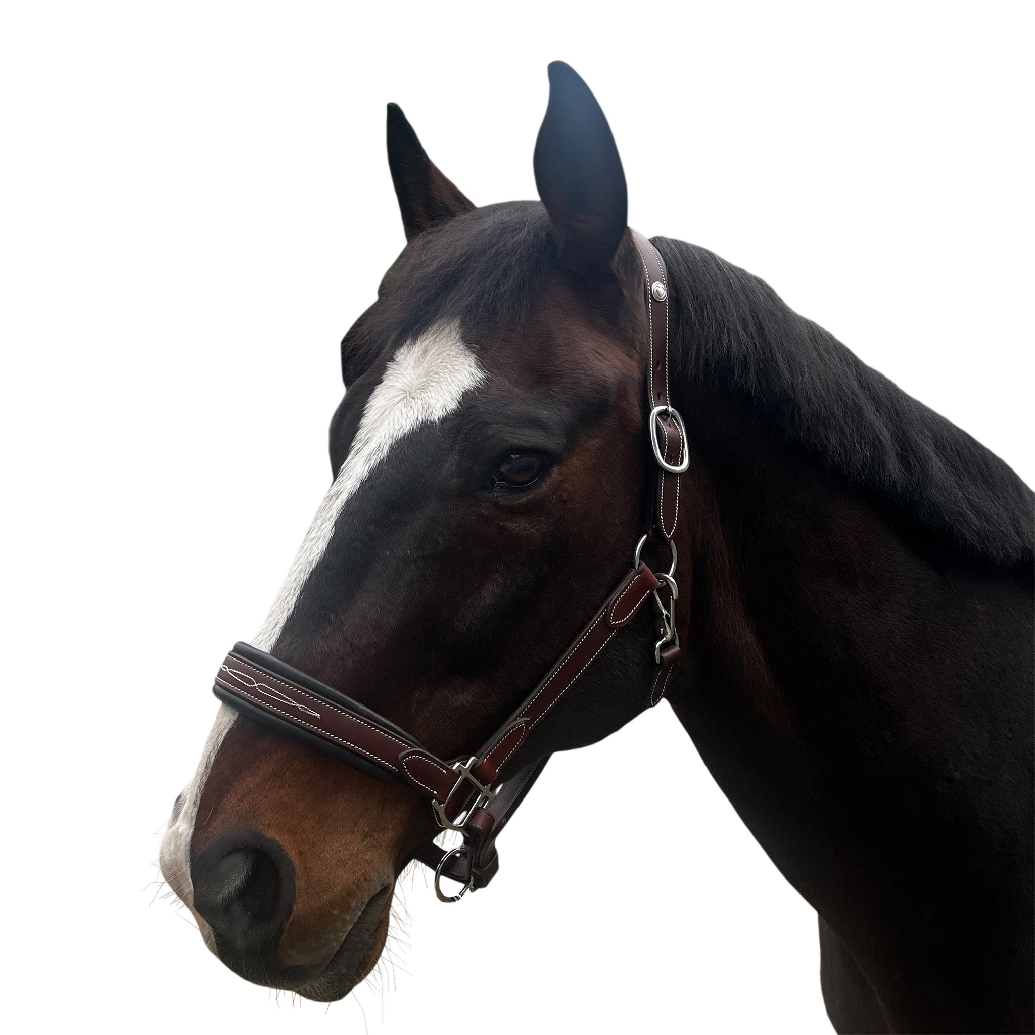 Allon Show Halter