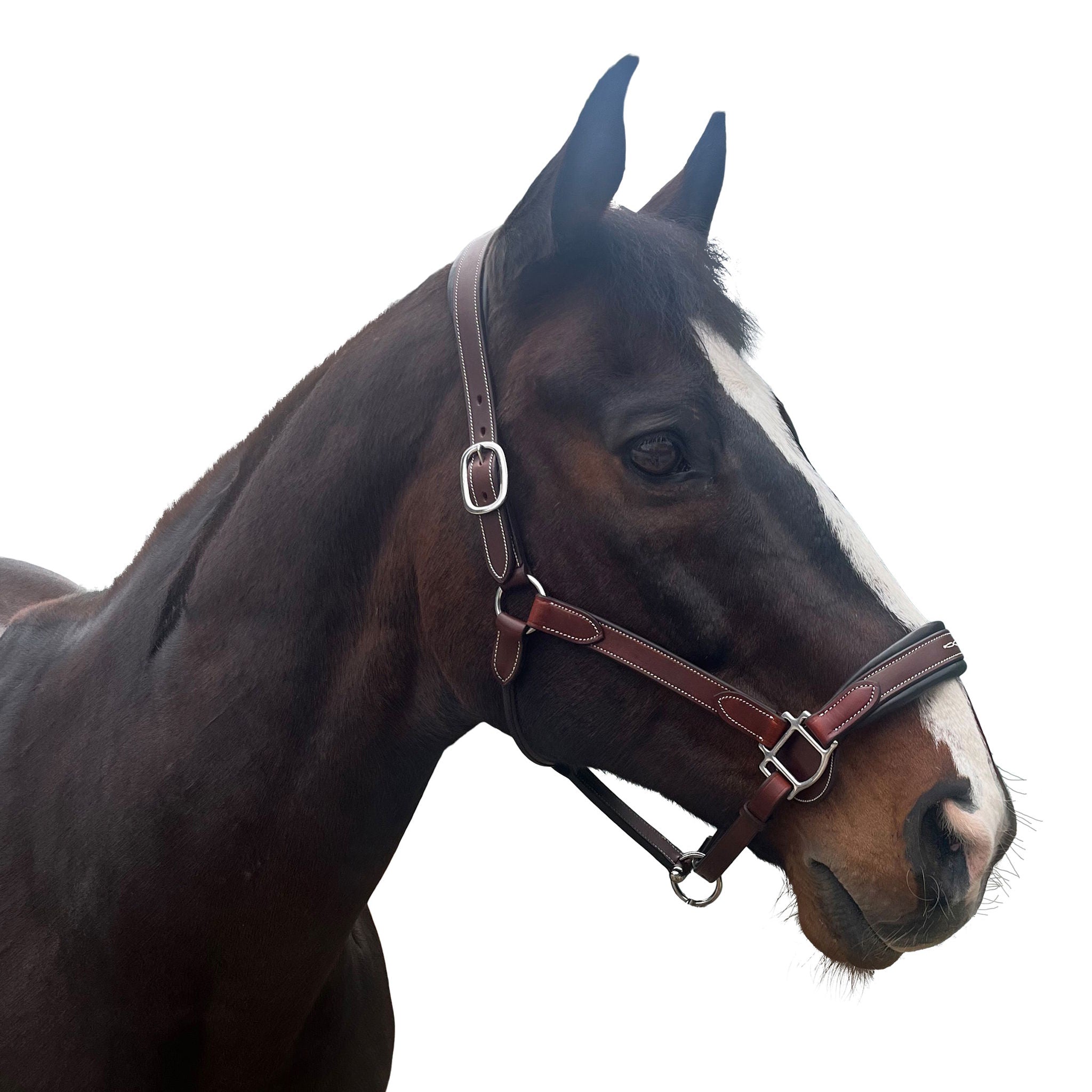 Allon Show Halter