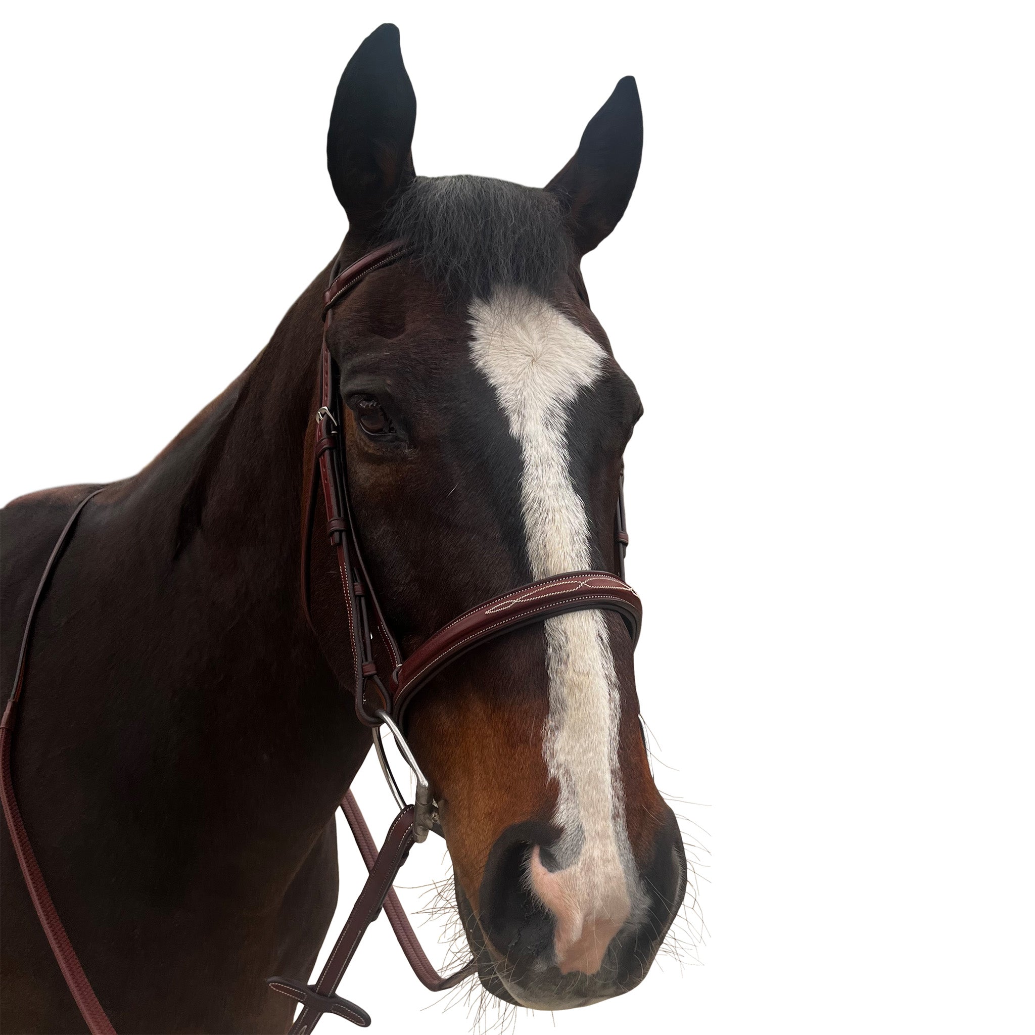 Allon Jumper Bridle with Passthrough Noseband